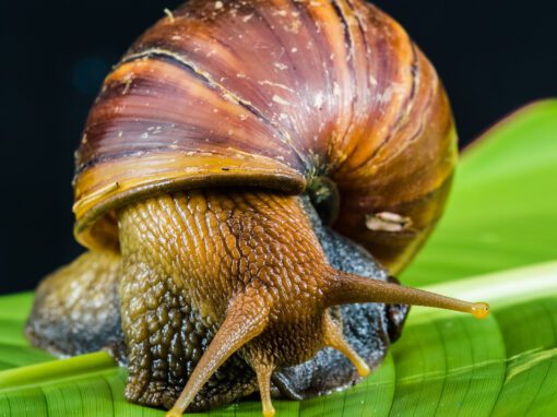 caracol