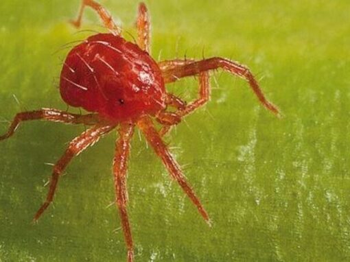 ragnetto rosso ng1 e1616702367610