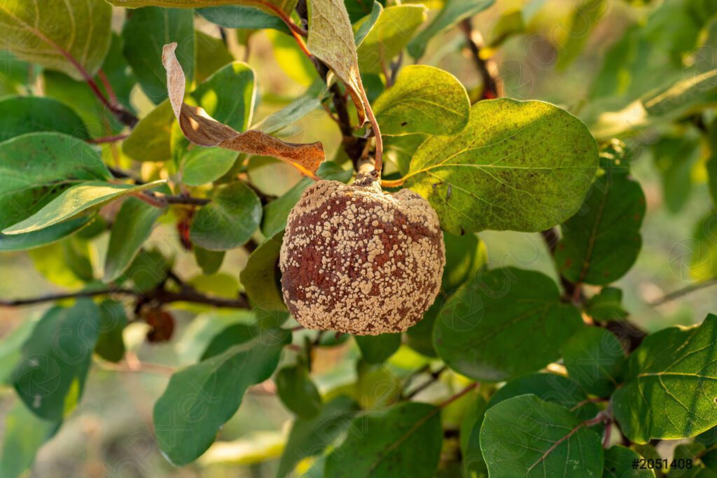 rotten quince apple on fruit 2051408