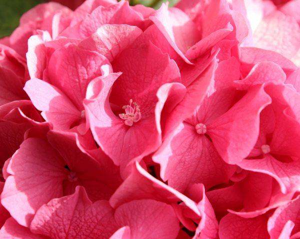 Concime per ortensie liquido organico - immagine 6