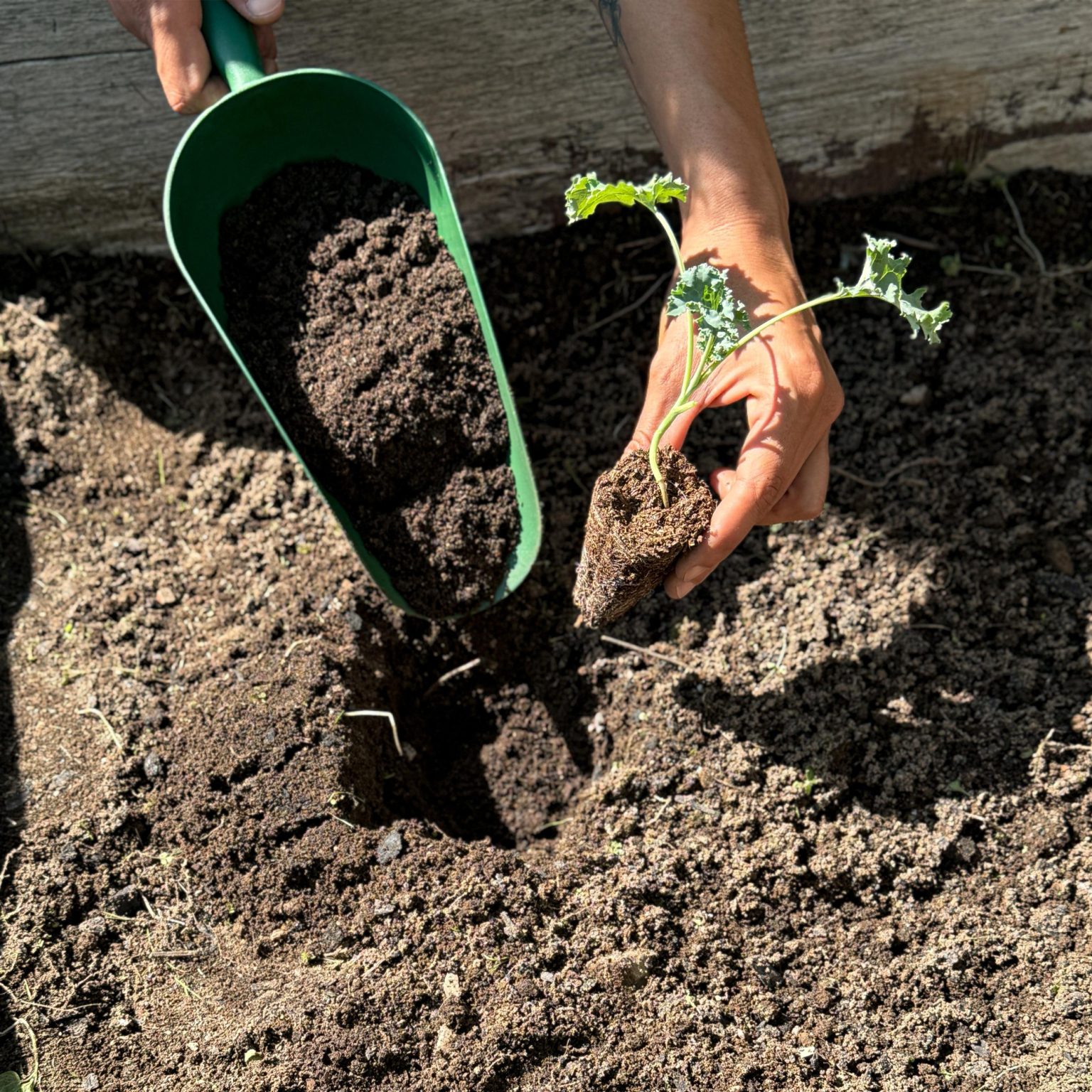 Húmus de minhoca 3 Húmus de minhoca - Image 3