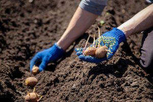 qué plantar en abril - calendario de siembra