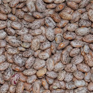 Semi di fagiolo Catarino