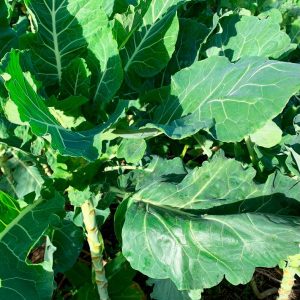 Semillas Col Portuguesa Galega Folhas Lisas