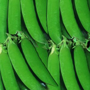 Semi di pisello Meraviglia d'Italia