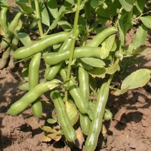 Semi di fagiolo Ratio ECO