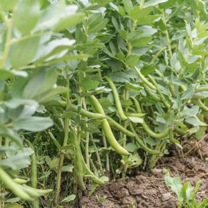 Superaguadulce Bohnensamen