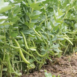 Semillas Haba Superaguadulce