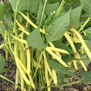 Semi di fagiolo verde Capitano
