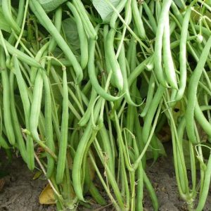 Semi di fagiolo verde Domino