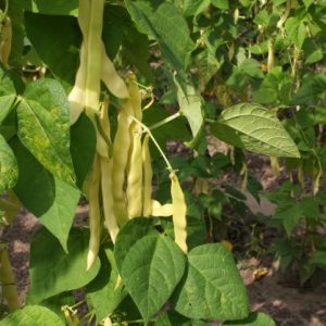 Semi di fagiolo verde Golden Gate