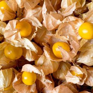 Semillas Physalis Biodinámicas Demeter