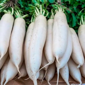 Semillas Rabanito Blanco Icicle