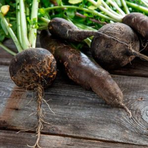 Semi invernali di ravanello nero