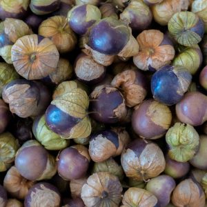 Semillas Tomatillo Morado