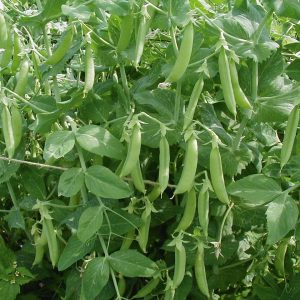 Winter vegetables: what are they and how to grow them? 3 Kelvedon Wonder Pea Seeds