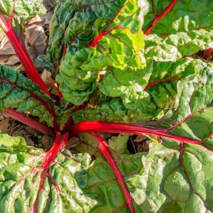 semillas acelga rhubard chard ecologicas