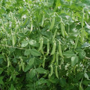 Semillas Guisante Kelvedon Wonder