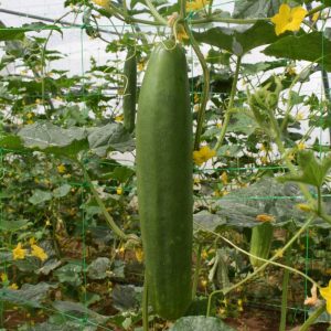 Semillas Pepino Tanja