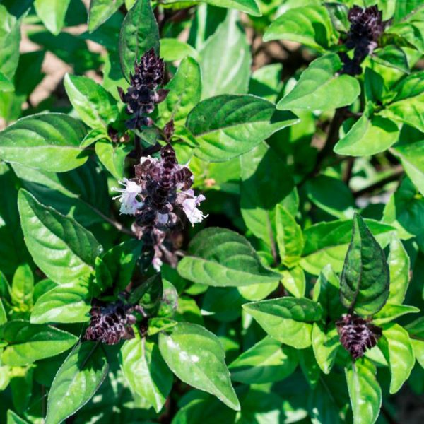semillas albahaca canela ecologicas