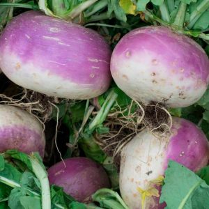 Semillas Nabo Di Milano A Colleto Viola