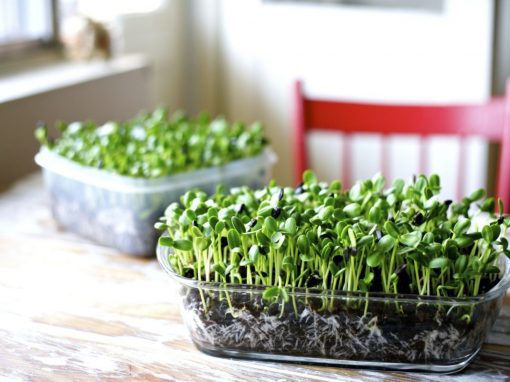 cultiva