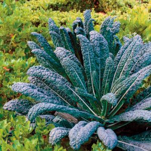 Chou frisé Nero di Toscana Biodynamic Demeter Chou frisé graines