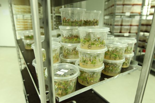 In-Vitro Belona Hass Avocado Plant - Image 4