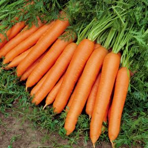 Carrot Seeds Nantes 2