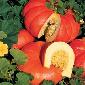 calabaza rouge vif etampes ES 500 0023815