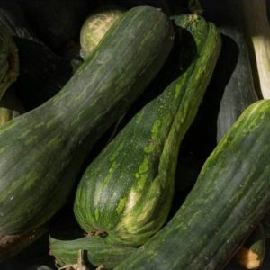 Pleine de Naples Pumpkin Seed