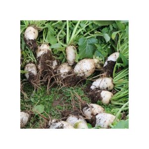 Semi di cime di rapa