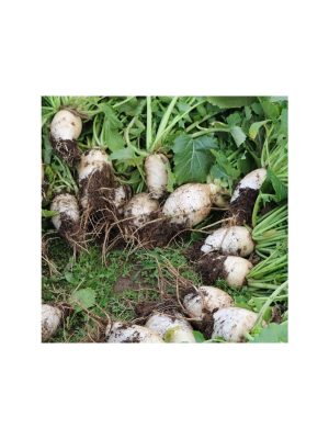 Shallot Rossa lunga di Firenze Onion Seeds - Price €1.95