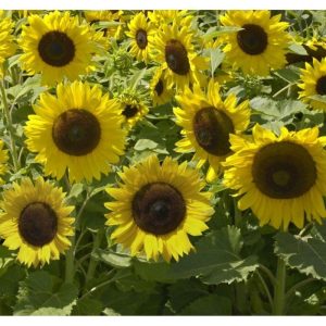 Semi di girasole nano Sunspot