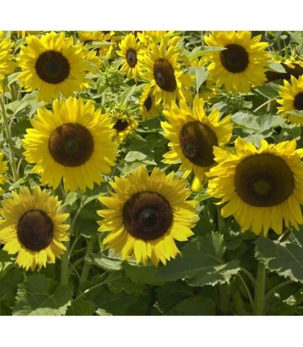 Semillas de Girasol Enano Sunspot
