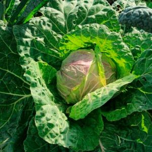 Semillas Col San Michele Biodinámicas Demeter