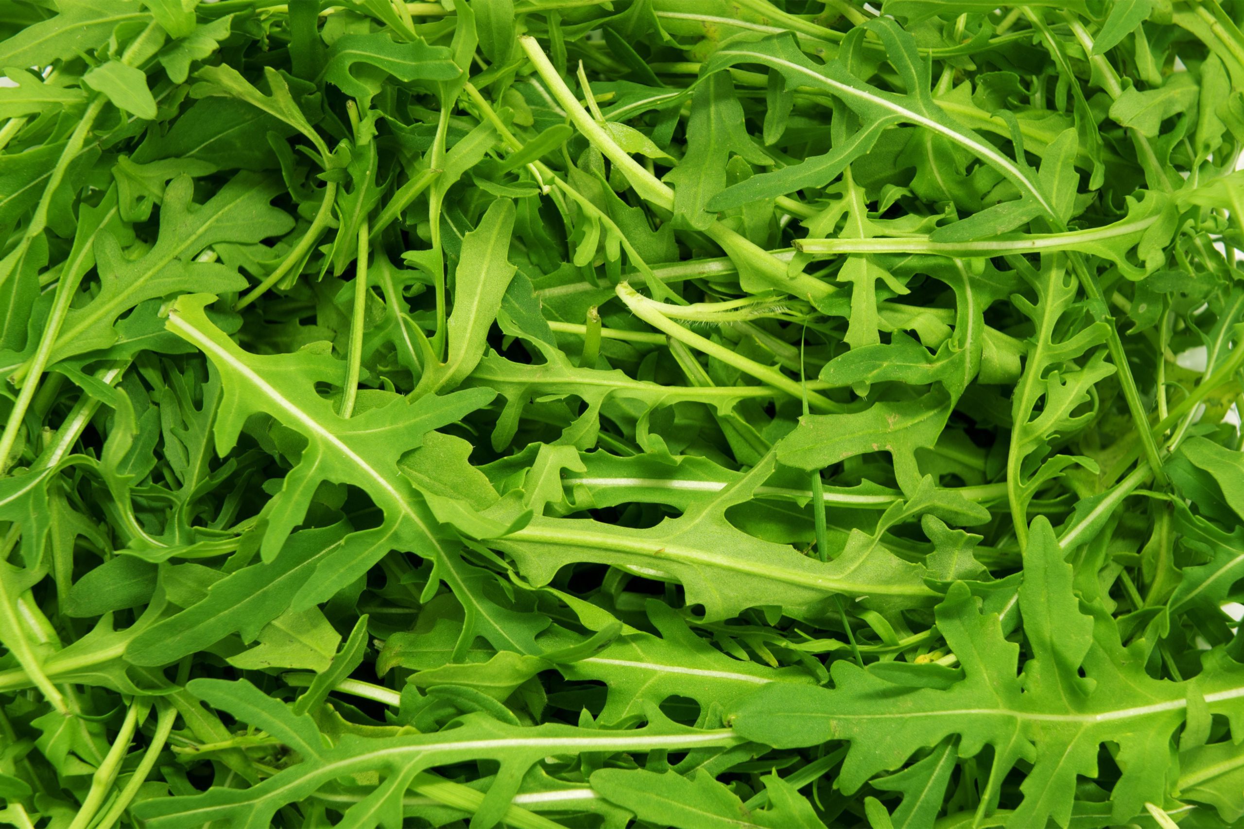 Organic Wild Arugula Seeds | Cultivers