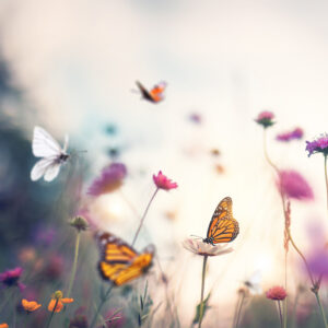 Mélange de graines Fleurs pour papillons Eco