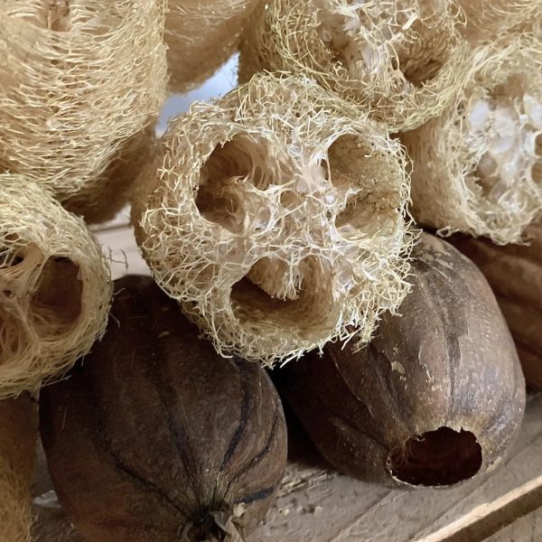 Semillas de Luffa 3 Semillas de Luffa