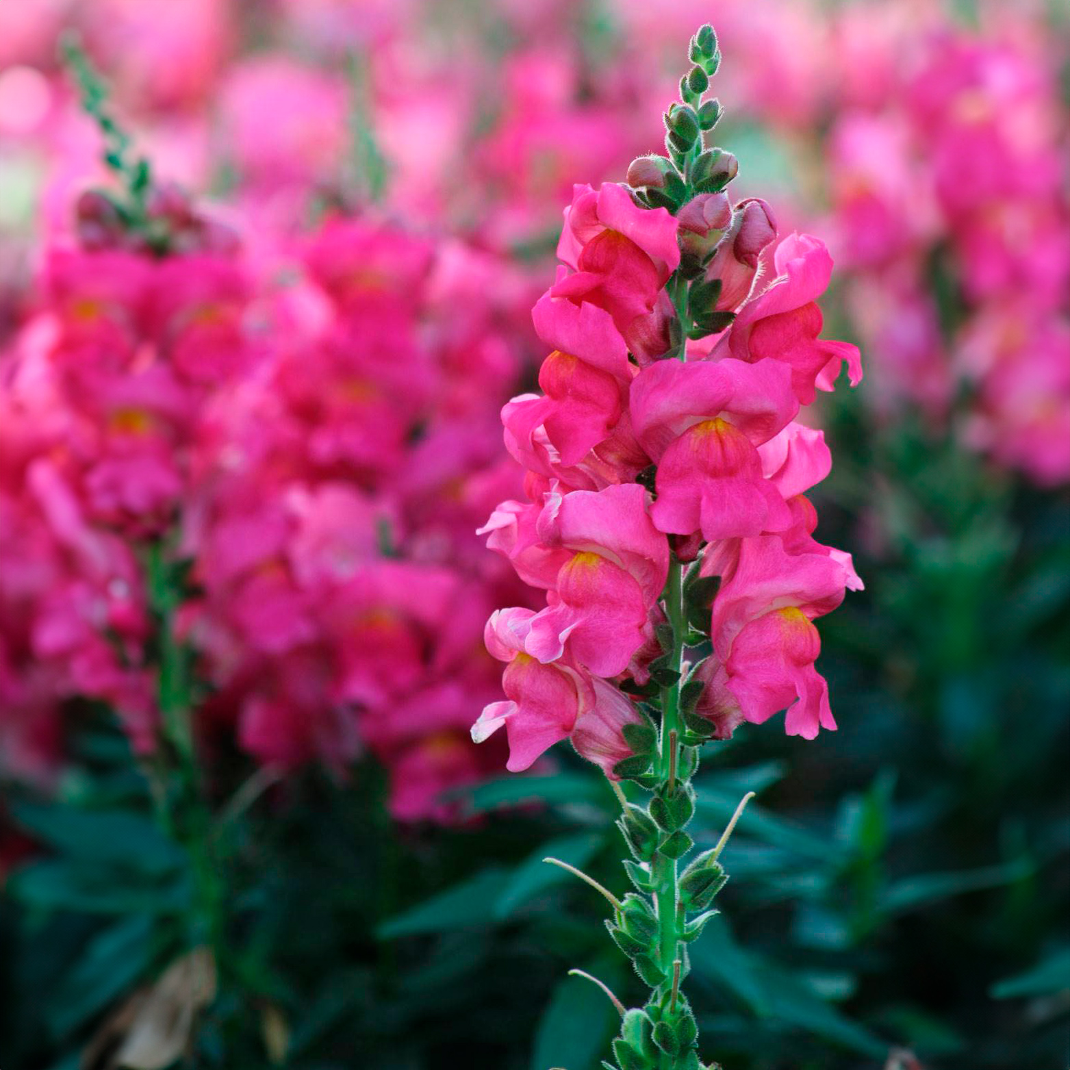 Semillas Boca de Dragón Ecológica 1 Semillas Boca de Dragón Ecológica