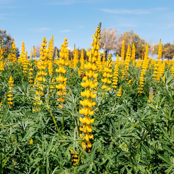 Semillas Mix Alfombra de Flores