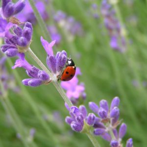 Mix Hola Mariquitas Ecological Mix Seeds