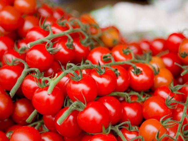 cultiva tomate cherry