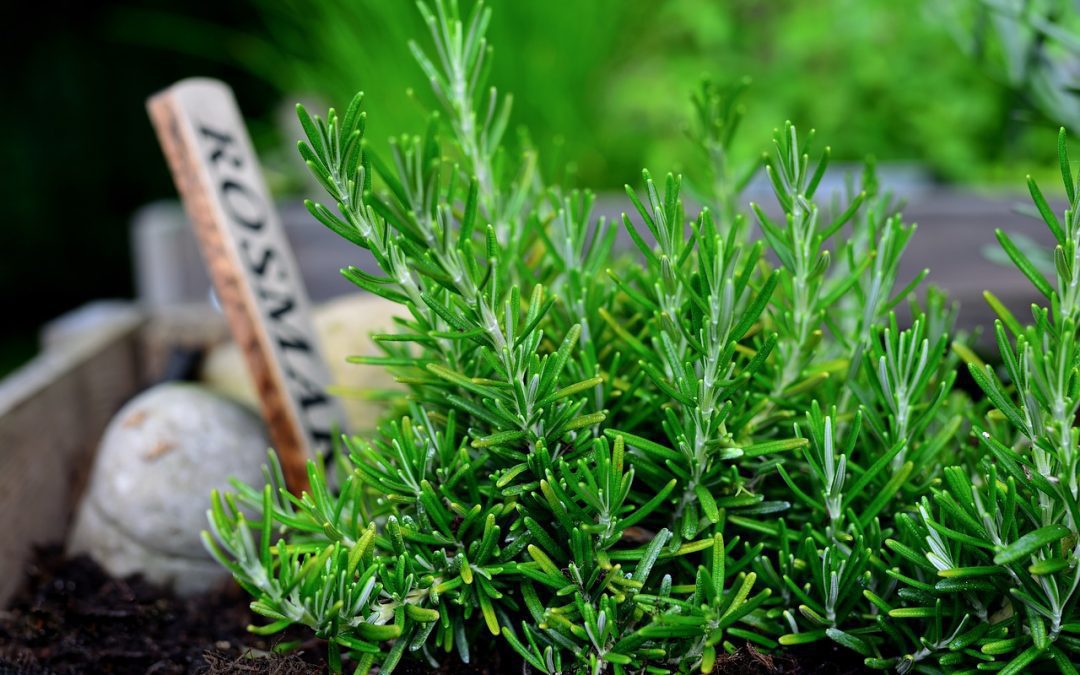 Rosemary Cultivation Guide