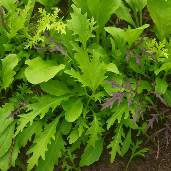 Semillas Mix Verduras Asiáticas