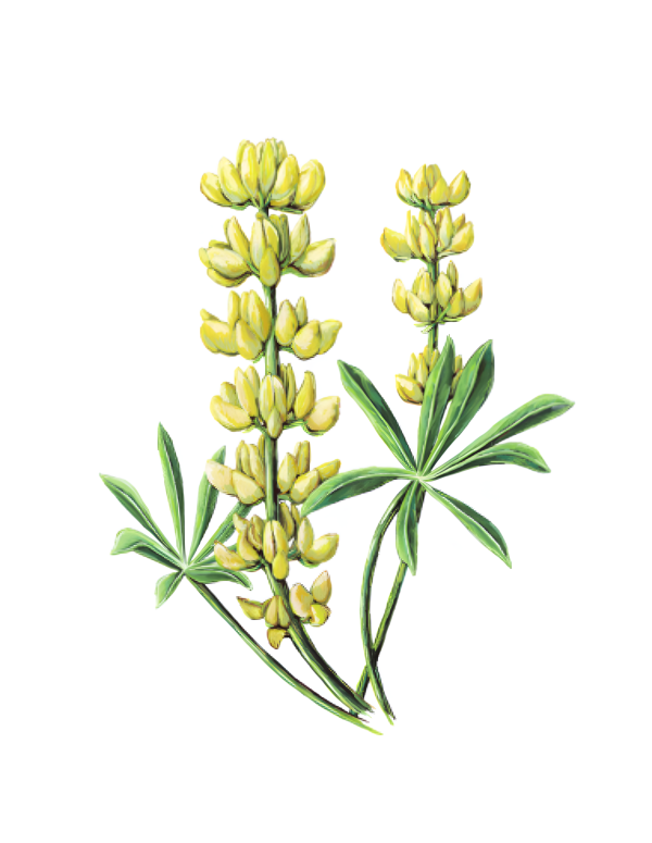 Lupine Seeds