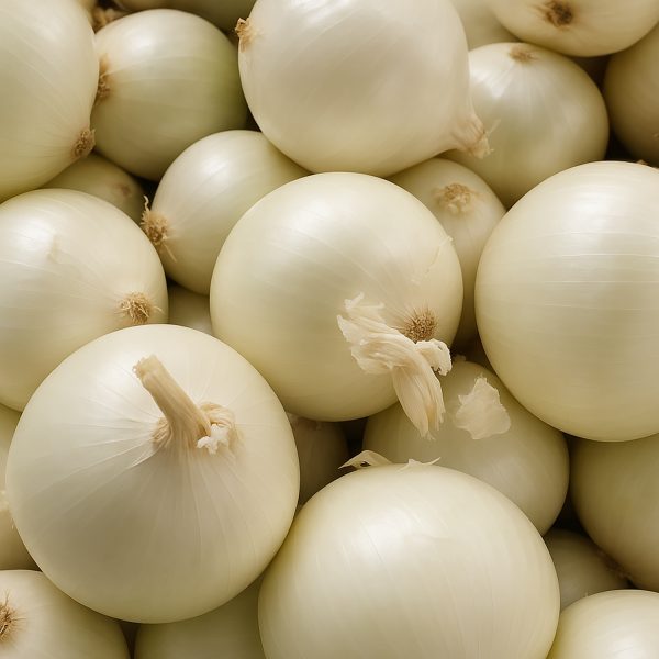 Oignon blanc de Lisbonne biologique