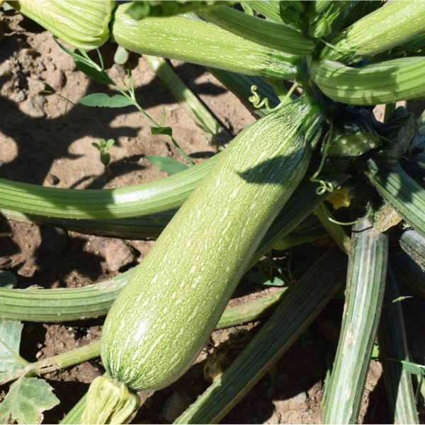 Sementes de courgette Alberello Biodinâmico Demeter