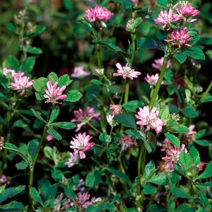 Abono Verde Semillas de Trébol Persa