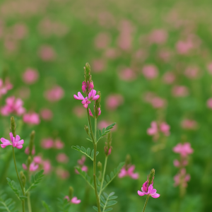 Abono Verde Semillas de Serradela